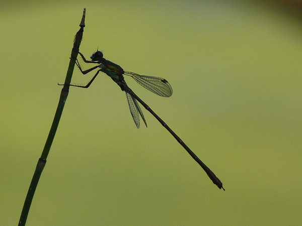Western Willow Spreadwing  - Jacques Thiriet