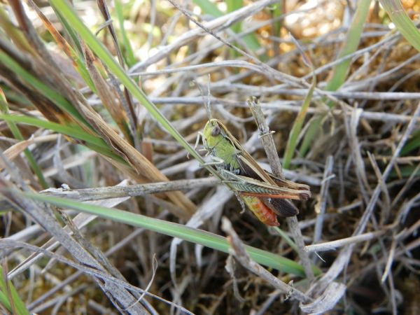 Stripe-winged Grasshopper 