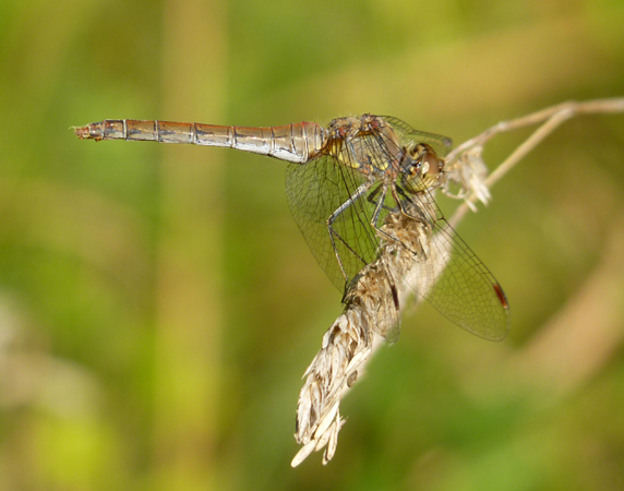 Common Darter  - Jacques Thiriet