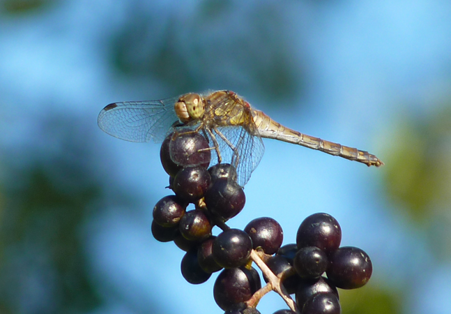 Common Darter  - Jacques Thiriet