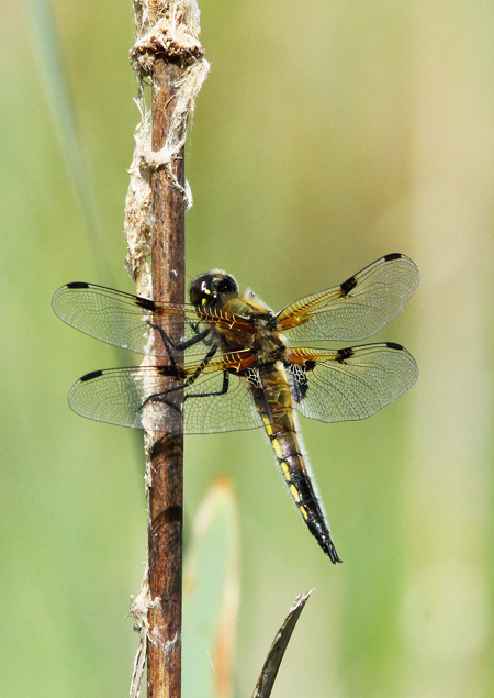 Four-spotted Chaser  - Jacques Thiriet