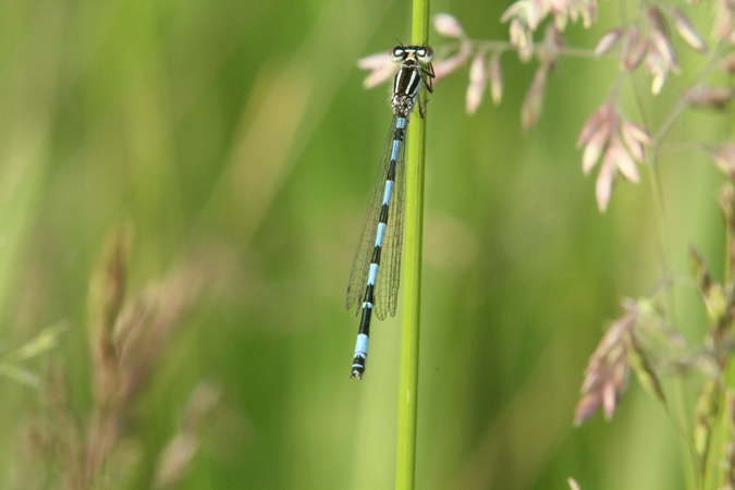 Agrion de Mercure  - Jacques Thiriet
