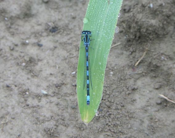 Agrion de Mercure 