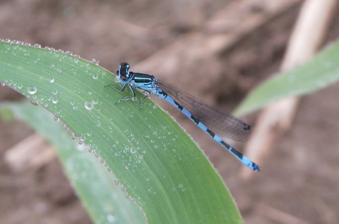 Agrion de Mercure 