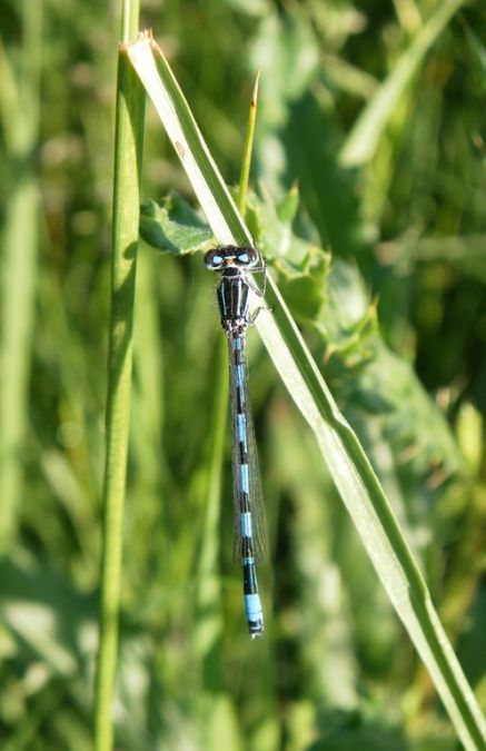 Agrion de Mercure 