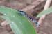 Agrion de Mercure 