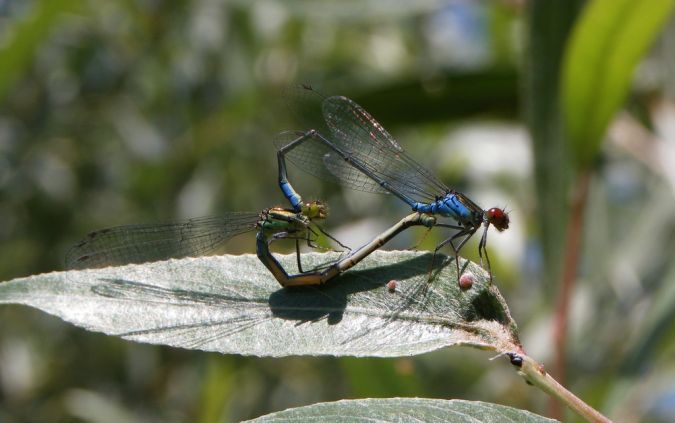 Naïade au corps vert 