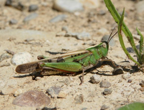 Aïolope émeraudine 