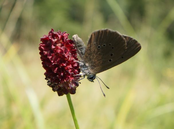 Azuré des paluds 