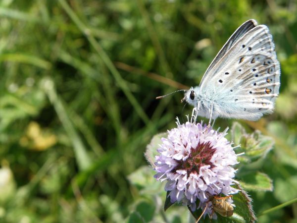 Chalk Hill Blue 