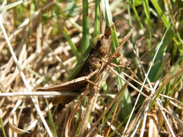 Criquet vert-échine (C. d. dorsatus) 