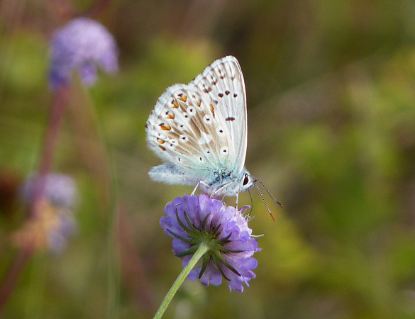 Chalk Hill Blue  - Jacques Thiriet