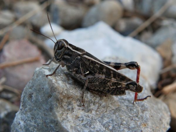 Caloptène italien 