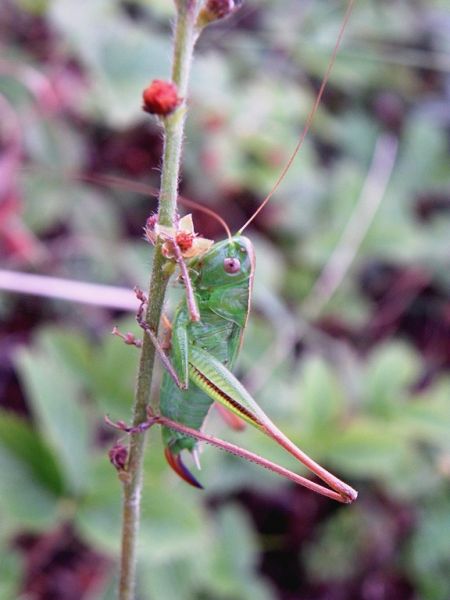 Decticelle bicolore 
