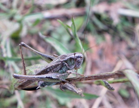 Decticelle chagrinée 