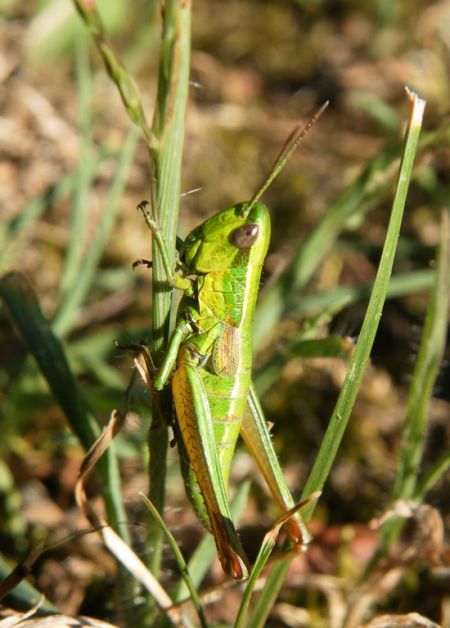 Criquet des genévriers 