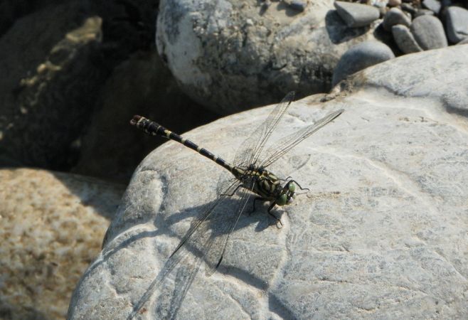Onychogomphe à pinces 