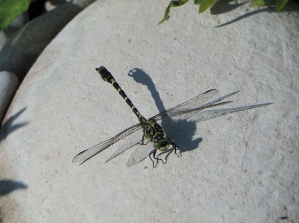 Onychogomphe à pinces 