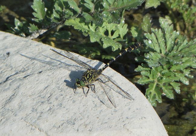 Onychogomphe à pinces 