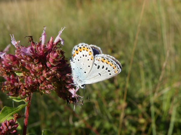 Azuré des coronilles 