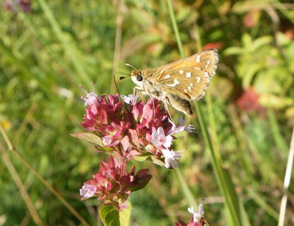 Comma 