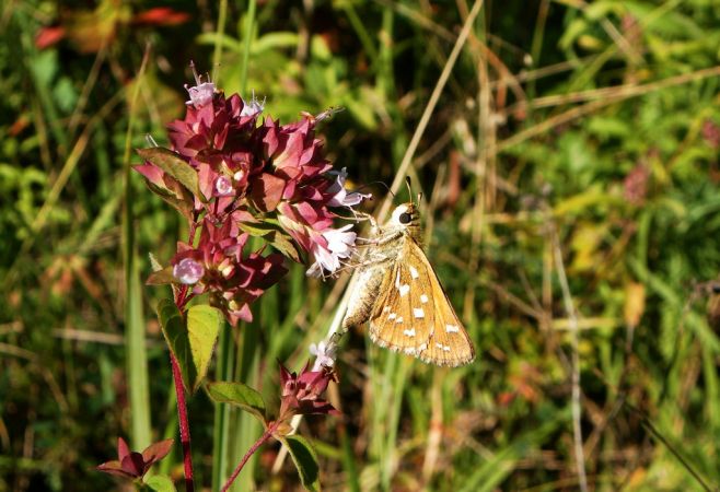 Comma 