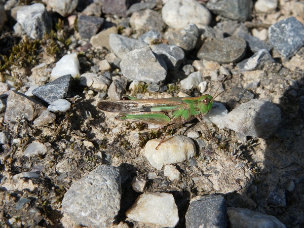 Aïolope émeraudine 