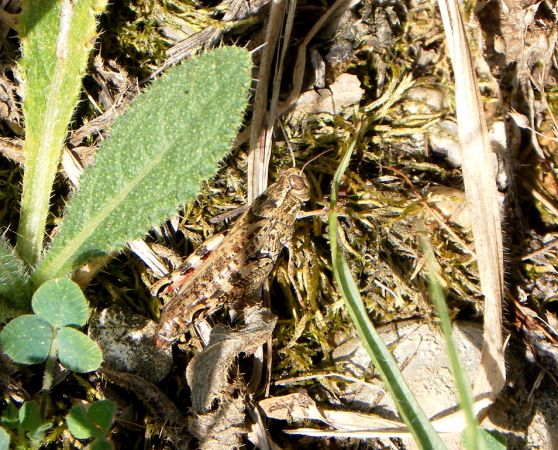 Caloptène italien 