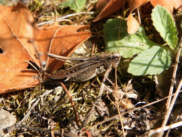 Decticelle chagrinée 