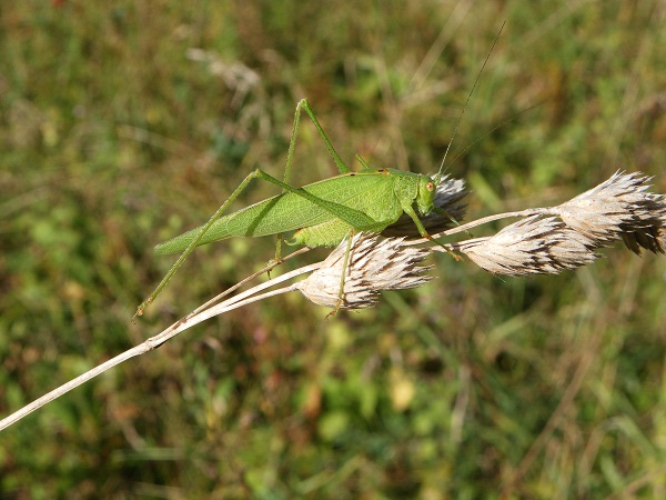 Phanéroptère méridional 