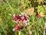 Comma 