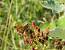 Comma 