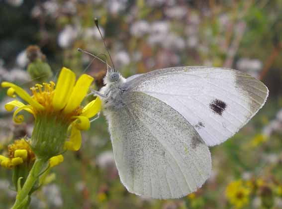 Southern Small White  - Christian Rust