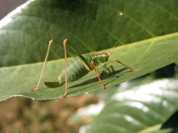 Leptophye ponctuée 
