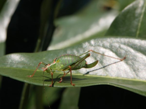 Leptophye ponctuée 