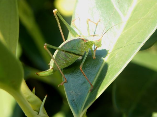 Leptophye ponctuée 