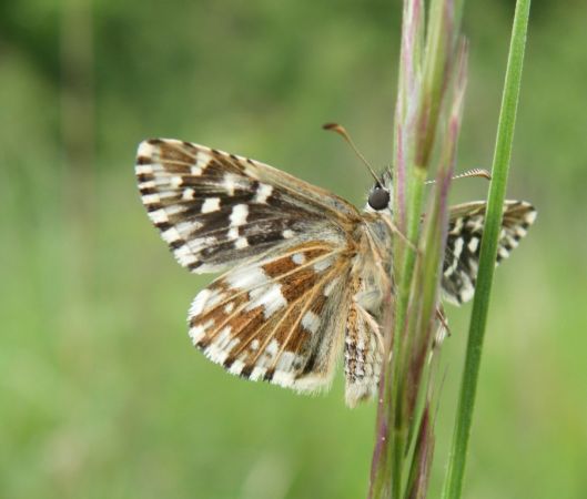 Grizzled Skipper 