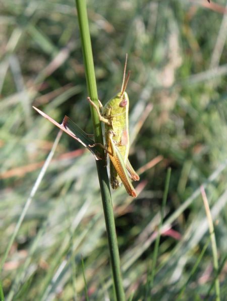 Small Gold Grasshopper 