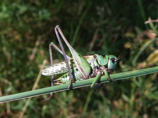 Dectique verrucivore 