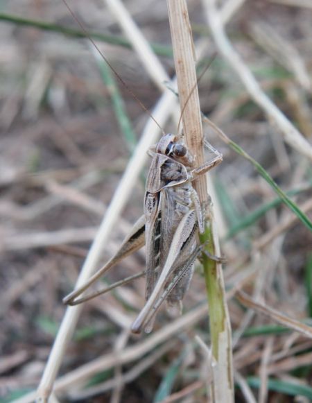 Brown-spotted Bush-cricket 