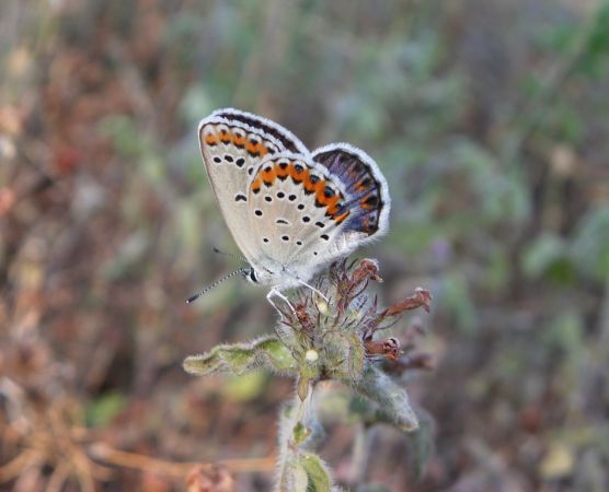Azuré des coronilles 