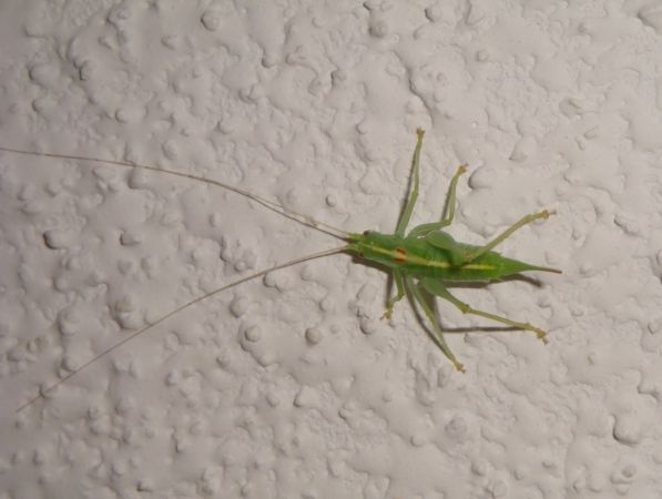 Méconème fragile 