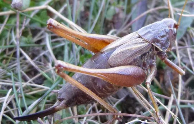 Metrioptera saussuriana  - Christian Rust