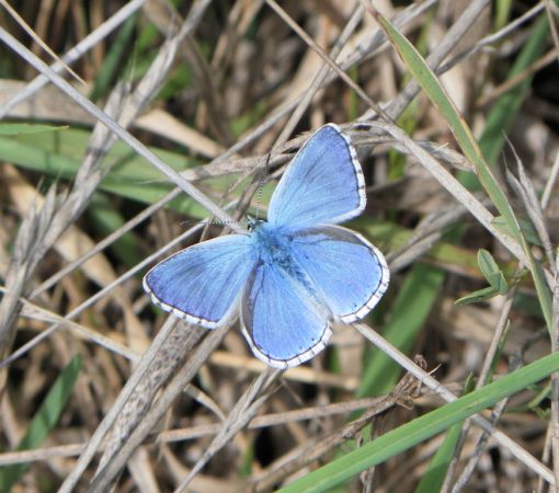 Azuré bleu céleste 