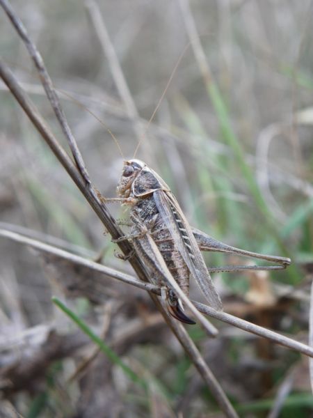 Decticelle carroyée 