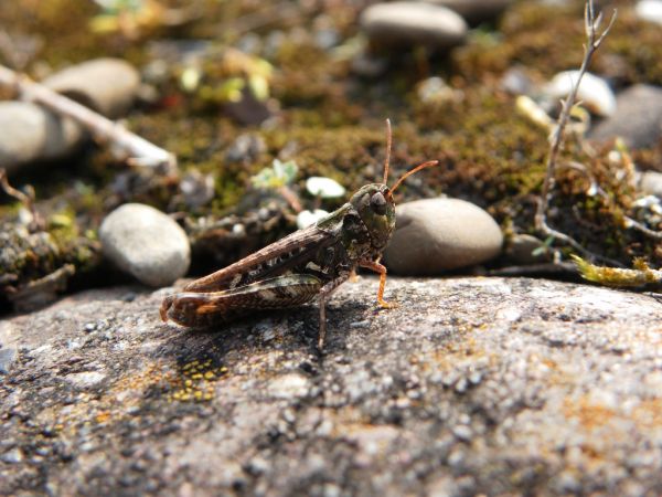 Mottled Grasshopper 