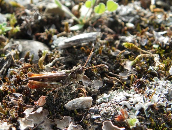 Mottled Grasshopper 
