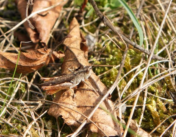 Criquet des pins 