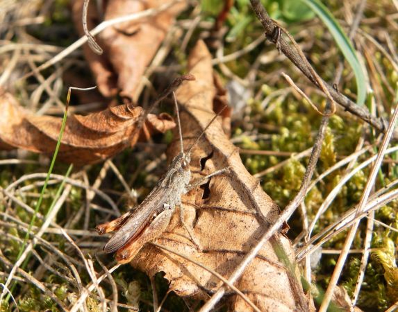 Criquet des pins 