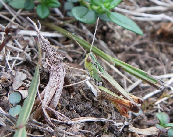 Stripe-winged Grasshopper 
